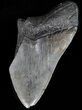 Partial Megalodon Tooth - South Carolina #39256-1